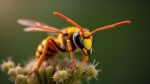 How dangerous is the Asian hornet and why Swiss cities are urging public action